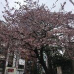 cherry tree ueno